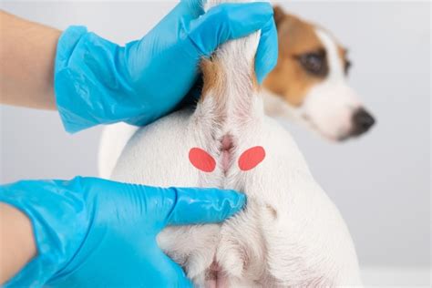 4 Dog Anal Gland Issues: Impaction, Infection,。